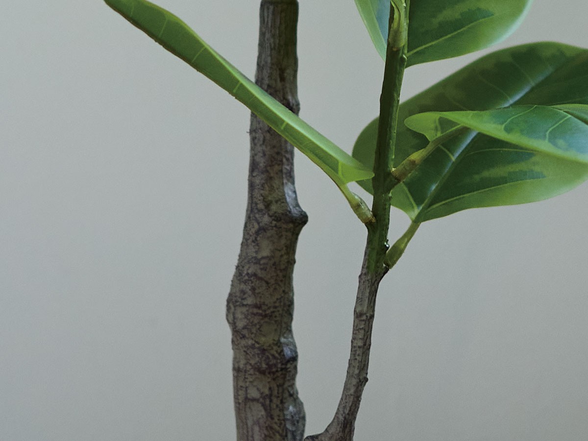 BROWN Ficus Altissima Pot / ブラウン フィカス アルテシマ ポット 175 （花器・プランター・グリーン > フェイクグリーン・フェイクフラワー） 6