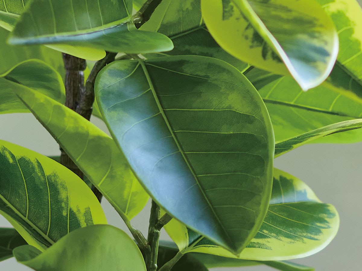 BROWN Ficus Altissima Pot / ブラウン フィカス アルテシマ ポット 175 （花器・プランター・グリーン > フェイクグリーン・フェイクフラワー） 5