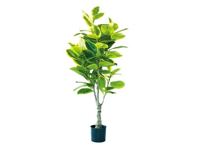 観葉植物 ￼フィカス アルテシマ 175cm BROWN Ficus Altissima Pot / ブラウン フィカス アルテシマ ポット