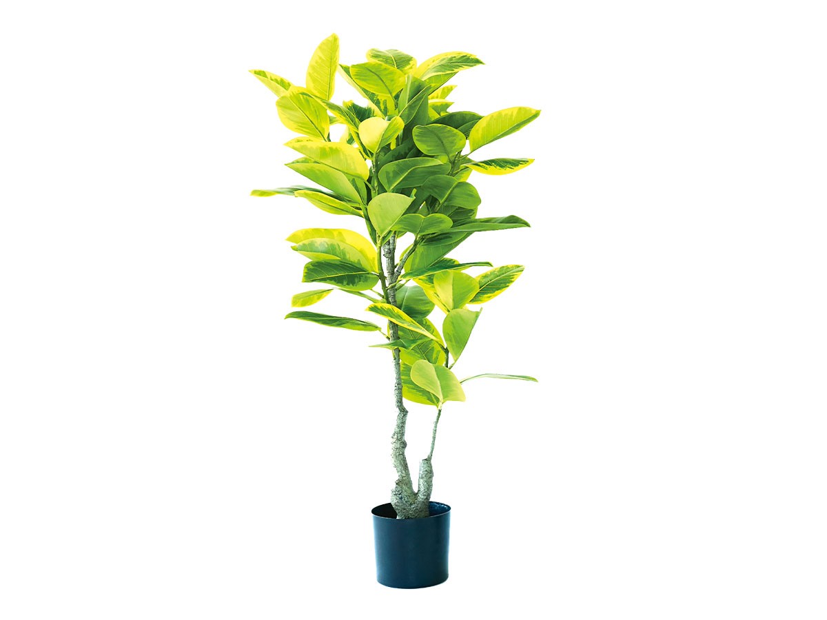 BROWN Ficus Altissima Pot