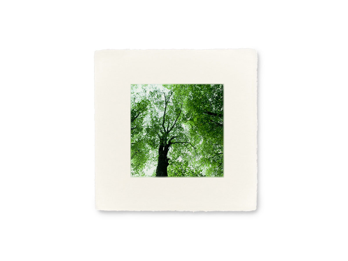IGREBOW 日本 樹木 / アイグレボゥ 日本 樹木 1 × 1［ J-66-17 ］ （オブジェ・アート > アート） 2