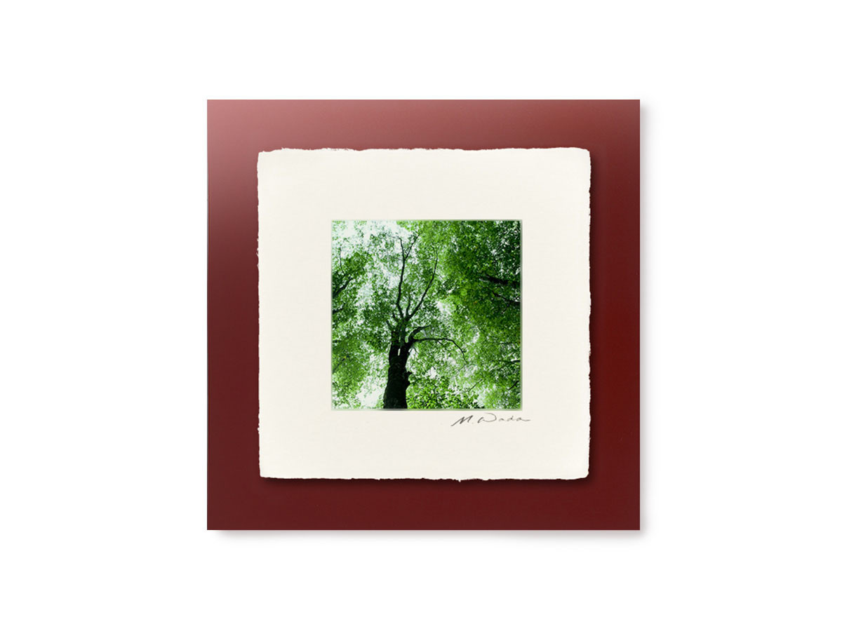 IGREBOW 日本 樹木 / アイグレボゥ 日本 樹木 1 × 1［ J-66-17 ］ （オブジェ・アート > アート） 3