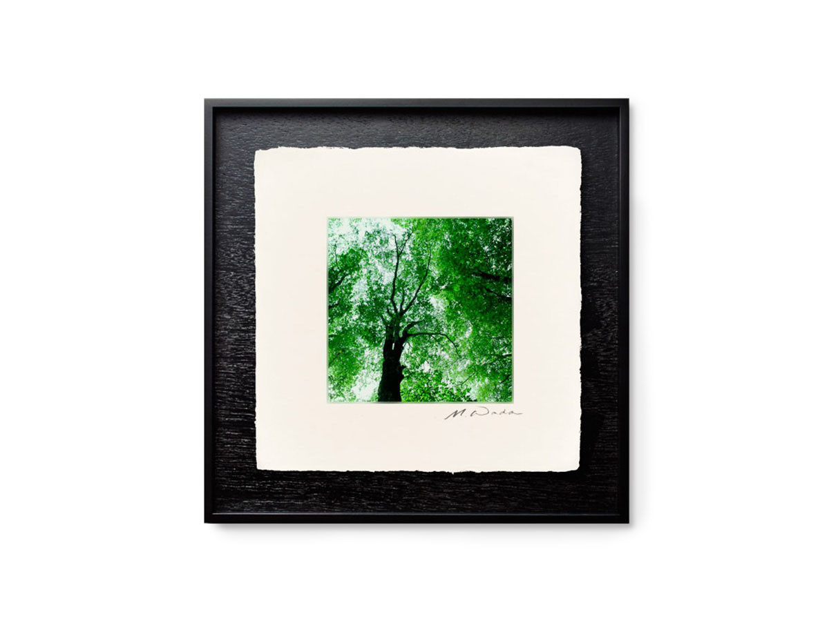 IGREBOW 日本 樹木 / アイグレボゥ 日本 樹木 1 × 1［ J-66-17 ］ （オブジェ・アート > アート） 4