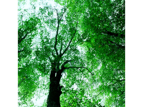 IGREBOW 日本 樹木 / アイグレボゥ 日本 樹木 1 × 1［ J-66-17 ］ （オブジェ・アート > アート） 5