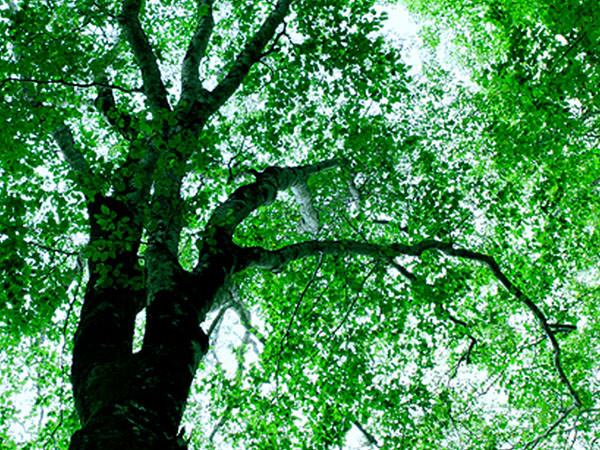 IGREBOW 日本 樹木 / アイグレボゥ 日本 樹木 1 × 1［ J-66-17 ］ （オブジェ・アート > アート） 6