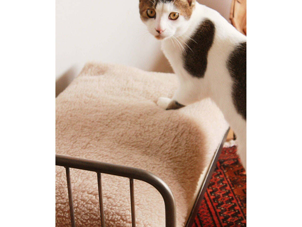 JOURNAL STANDARD FURNITURE SENS BED for CAT / ジャーナル