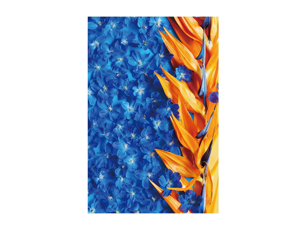 Geometric Bicolor Strelizia