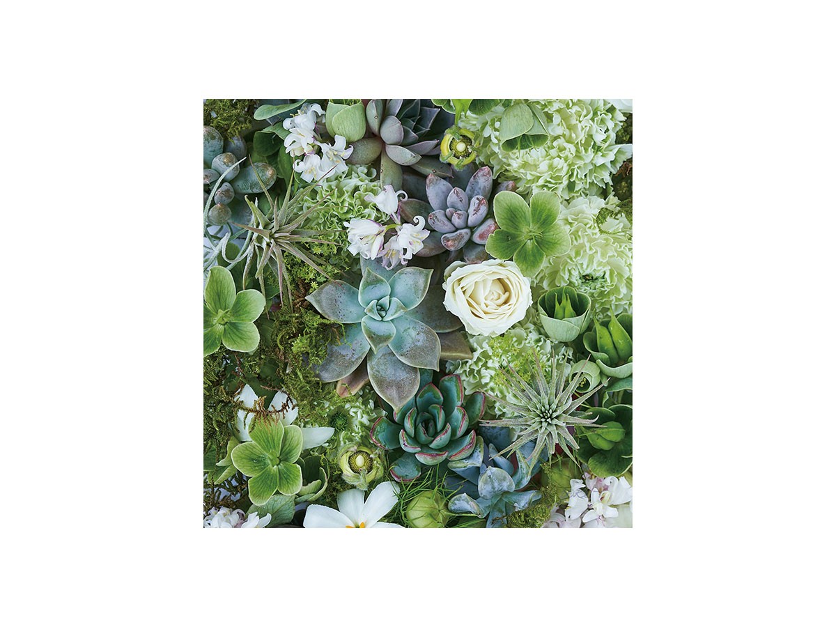 Botanic Succulents