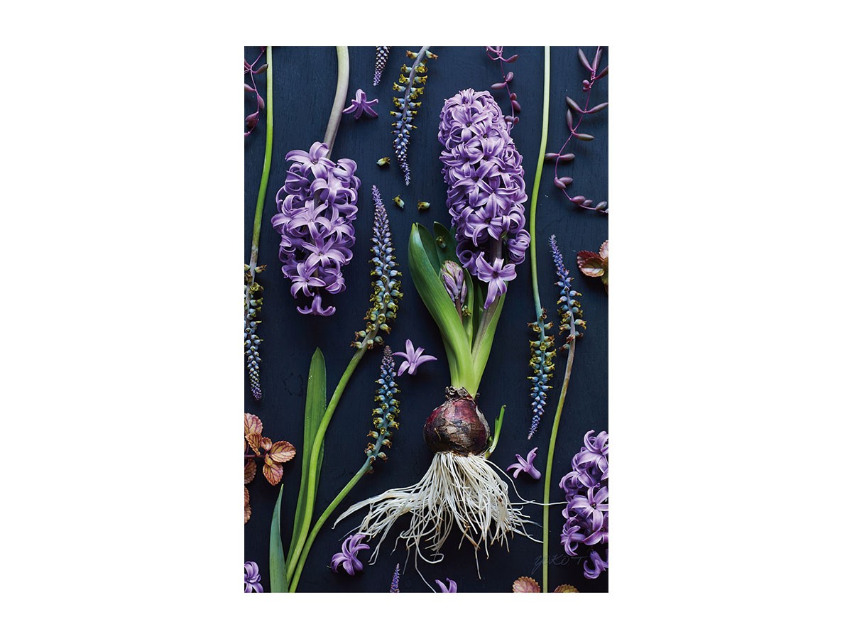 Botanic Hyacinth