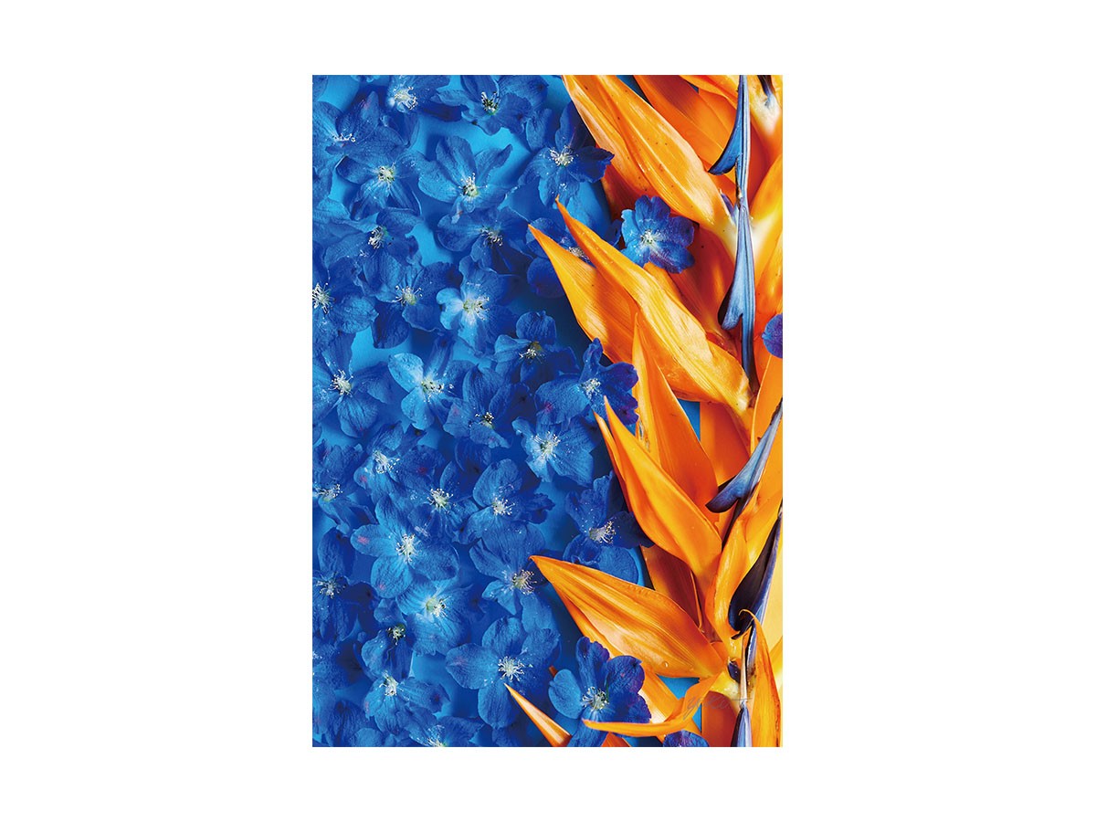 Geometric Bicolor Strelizia