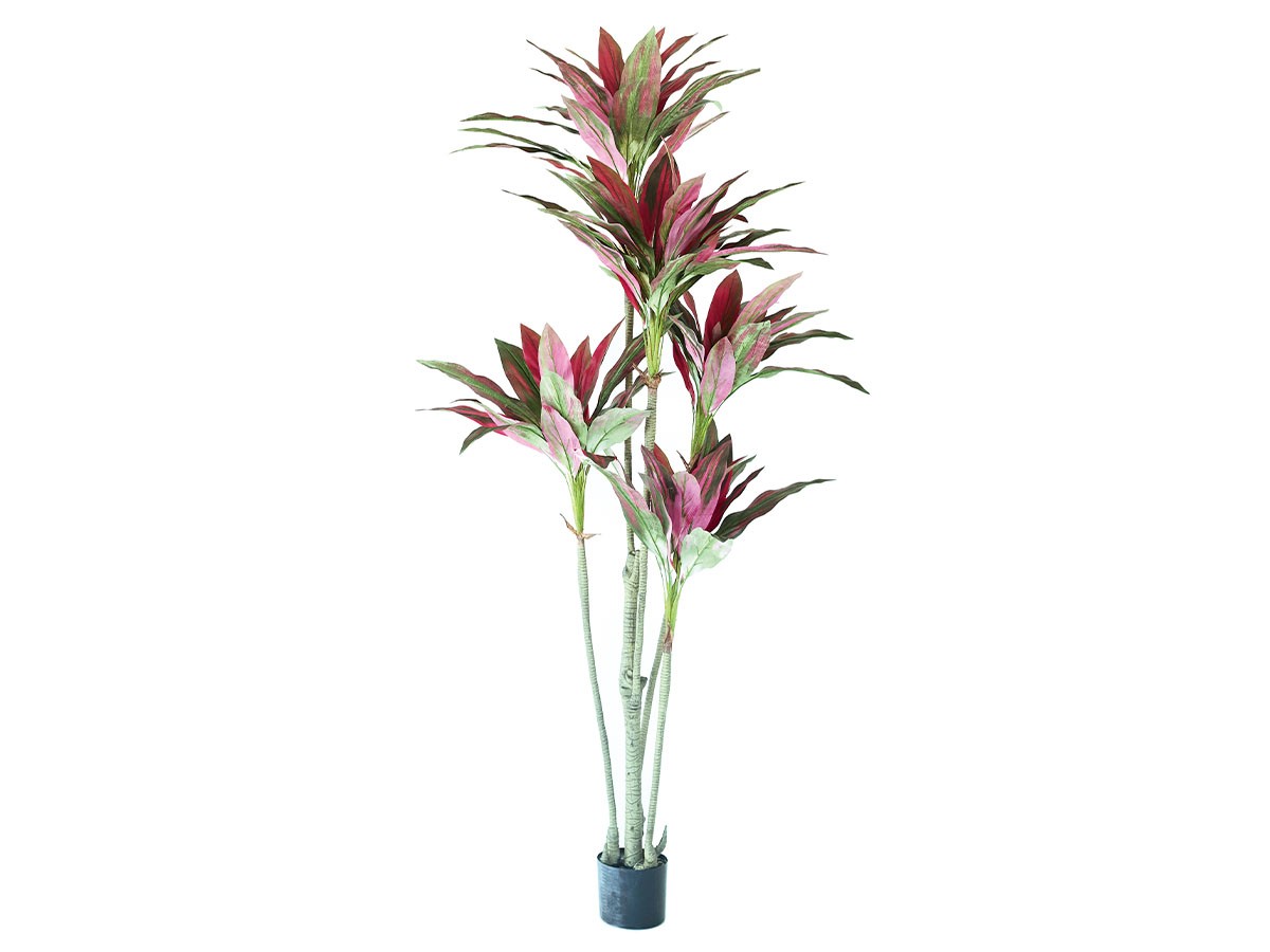 BROWN Dracaena Pot Purple