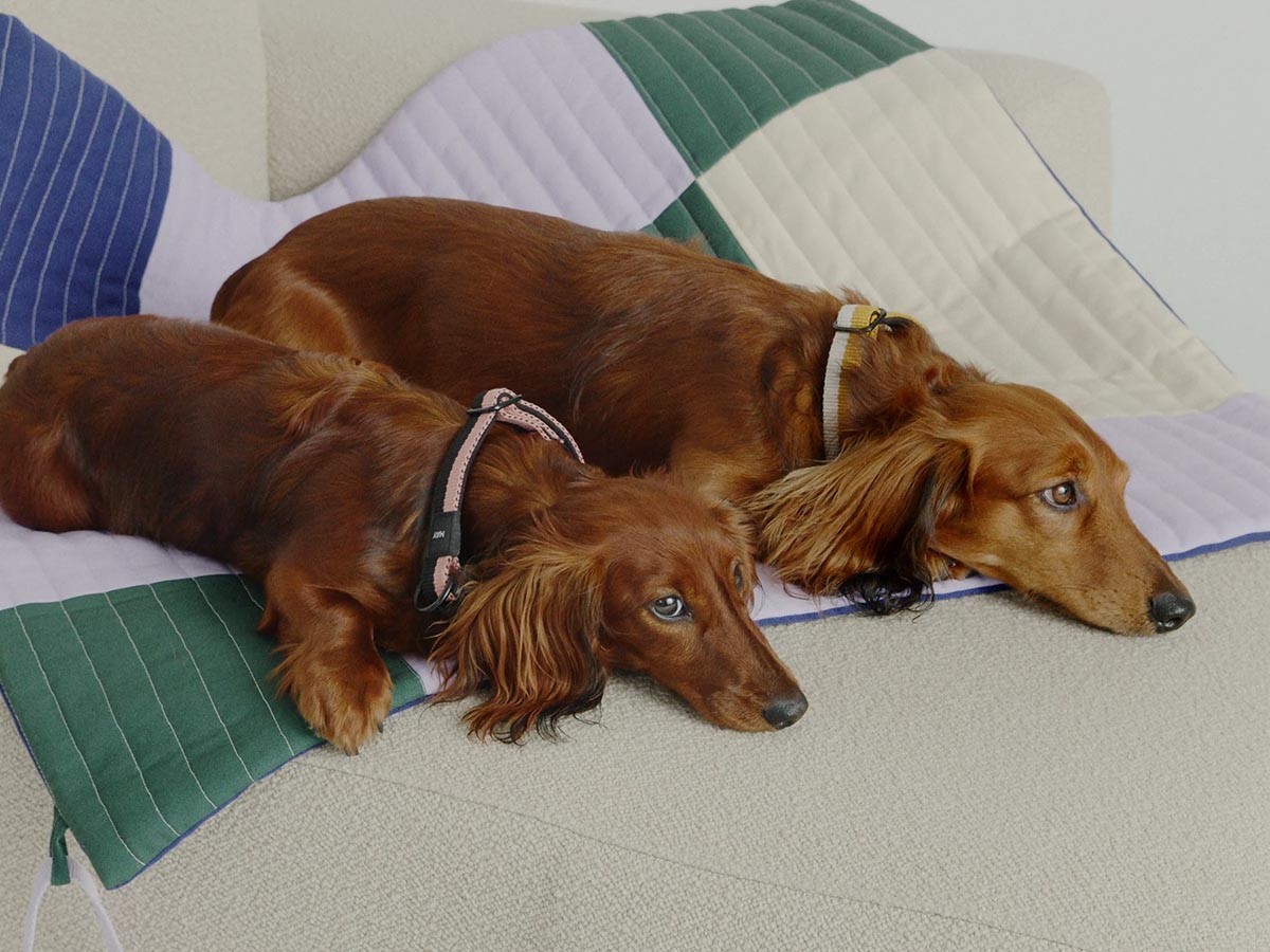 HAY HAY DOGS BY HOLLY GOLIGHTLY
DOGS TRAVEL BLANKET / ヘイ ヘイ ドッグ コレクション
ドッグトラベルブランケット （インテリア雑貨 > ペット用品） 11