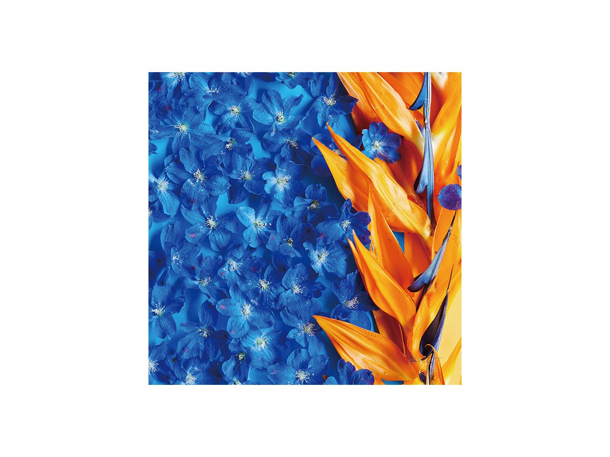 Geometric Bicolor Strelizia