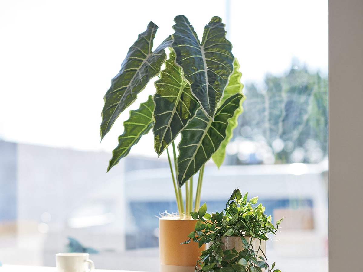 BROWN Alocasia Pot / ブラウン アロカシア ポット 61 （花器・プランター・グリーン > フェイクグリーン・フェイクフラワー） 3