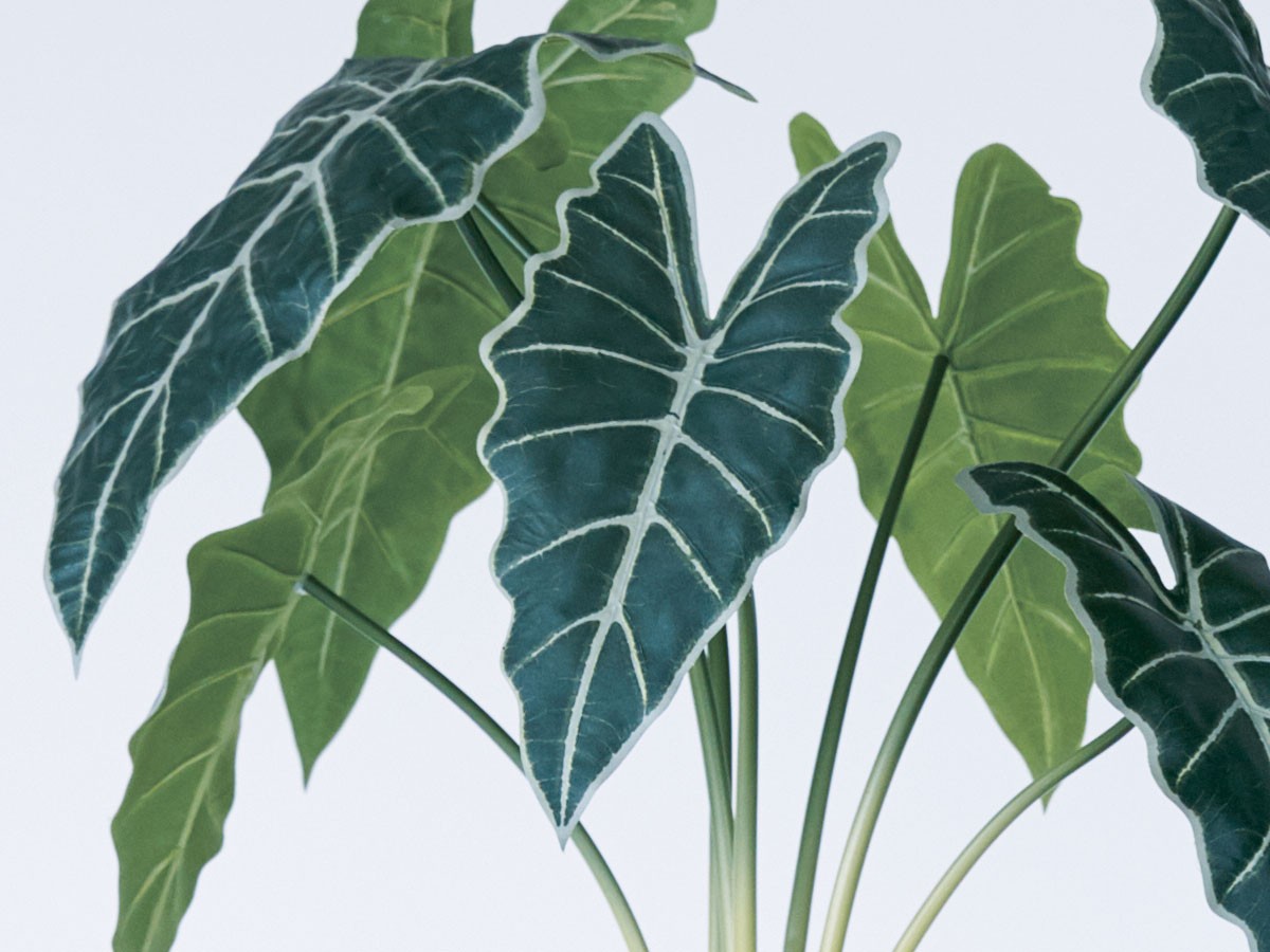 BROWN Alocasia Pot / ブラウン アロカシア ポット 61 （花器・プランター・グリーン > フェイクグリーン・フェイクフラワー） 5