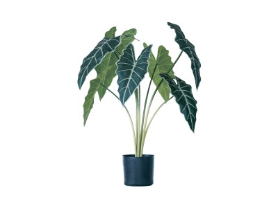 BROWN Alocasia Pot / ブラウン アロカシア ポット 61 - インテリア