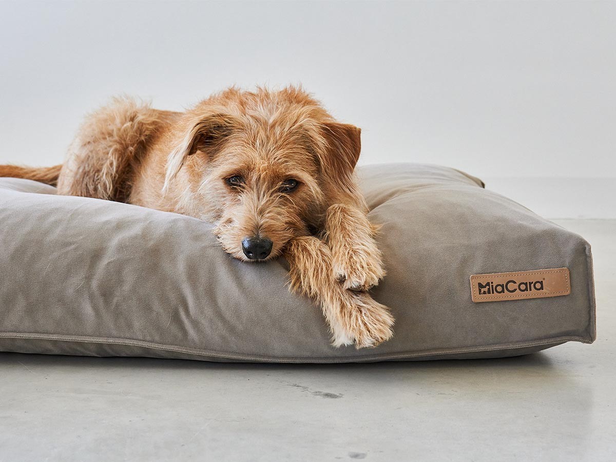 MiaCara Velluto Dog Cushion / ミアカラ ヴェルート ドッグクッション Sサイズ （雑貨・その他インテリア家具 > ペット用品・家具） 4