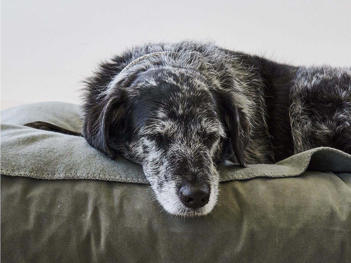 MiaCara Velluto Dog Cushion / ミアカラ ヴェルート ドッグクッション Sサイズ （雑貨・その他インテリア家具 > ペット用品・家具） 16