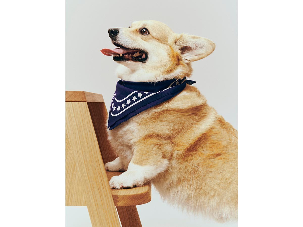 HAY HAY DOGS BY HOLLY GOLIGHTLY
DOGS SCARF / ヘイ ヘイ ドッグ コレクション
ドッグスカーフ （インテリア雑貨 > ペット用品） 10