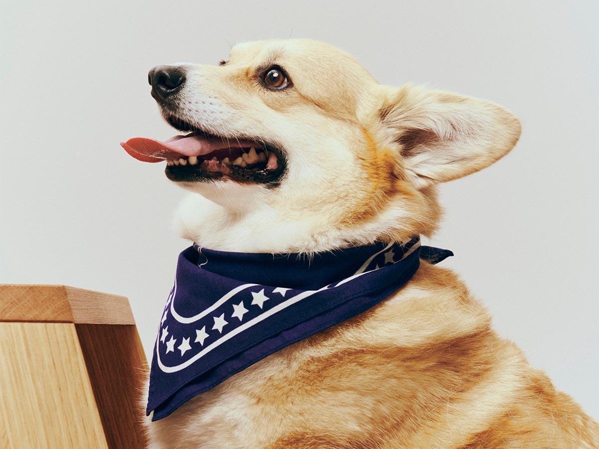 HAY HAY DOGS BY HOLLY GOLIGHTLY
DOGS SCARF / ヘイ ヘイ ドッグ コレクション
ドッグスカーフ （インテリア雑貨 > ペット用品） 11