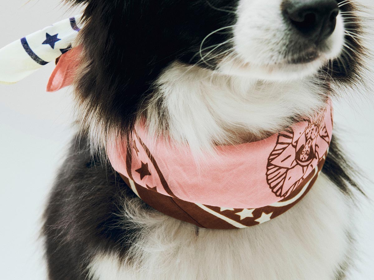 HAY HAY DOGS BY HOLLY GOLIGHTLY
DOGS SCARF / ヘイ ヘイ ドッグ コレクション
ドッグスカーフ （インテリア雑貨 > ペット用品） 8