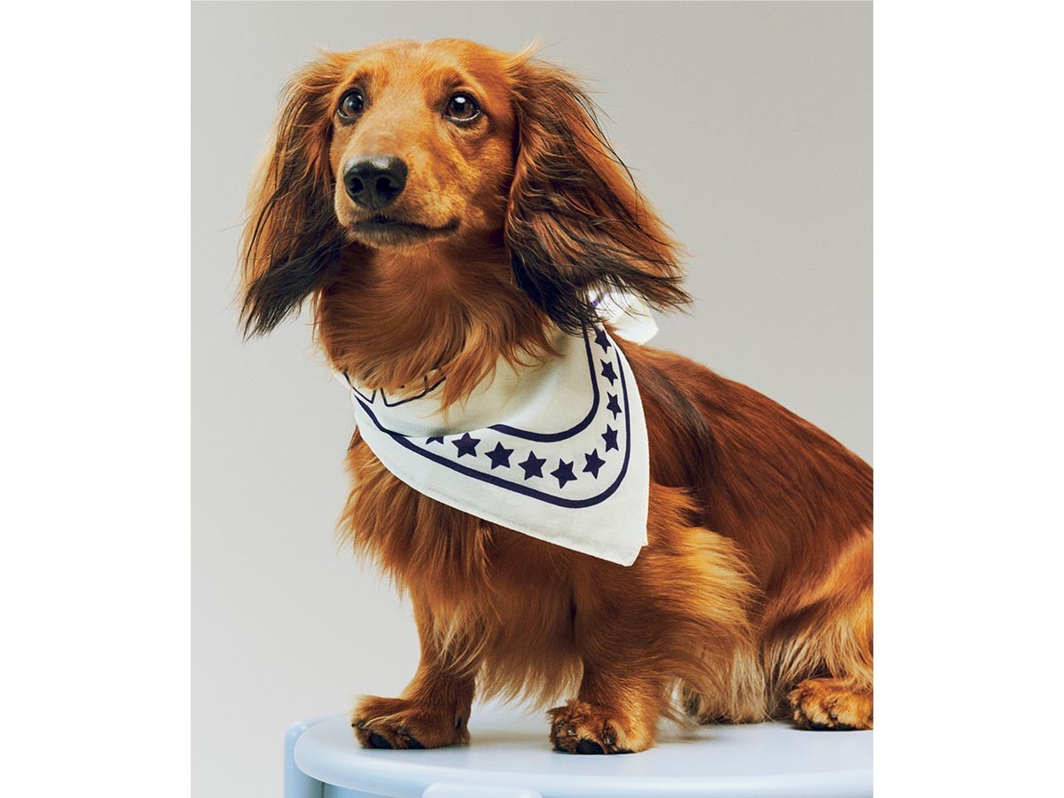 HAY HAY DOGS BY HOLLY GOLIGHTLY
DOGS SCARF / ヘイ ヘイ ドッグ コレクション
ドッグスカーフ （インテリア雑貨 > ペット用品） 14