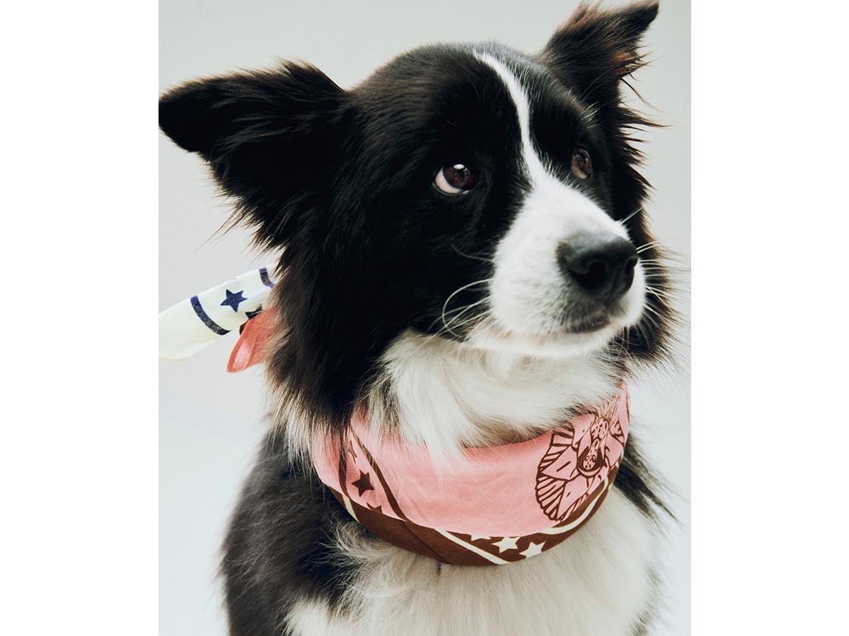 HAY HAY DOGS BY HOLLY GOLIGHTLY
DOGS SCARF / ヘイ ヘイ ドッグ コレクション
ドッグスカーフ （インテリア雑貨 > ペット用品） 7