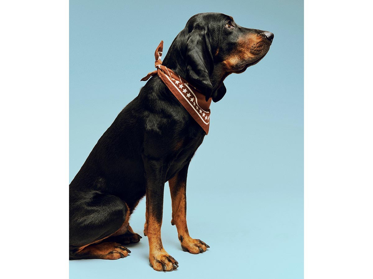 HAY HAY DOGS BY HOLLY GOLIGHTLY
DOGS SCARF / ヘイ ヘイ ドッグ コレクション
ドッグスカーフ （インテリア雑貨 > ペット用品） 12