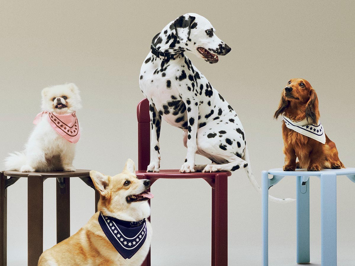 HAY HAY DOGS BY HOLLY GOLIGHTLY
DOGS SCARF / ヘイ ヘイ ドッグ コレクション
ドッグスカーフ （インテリア雑貨 > ペット用品） 6