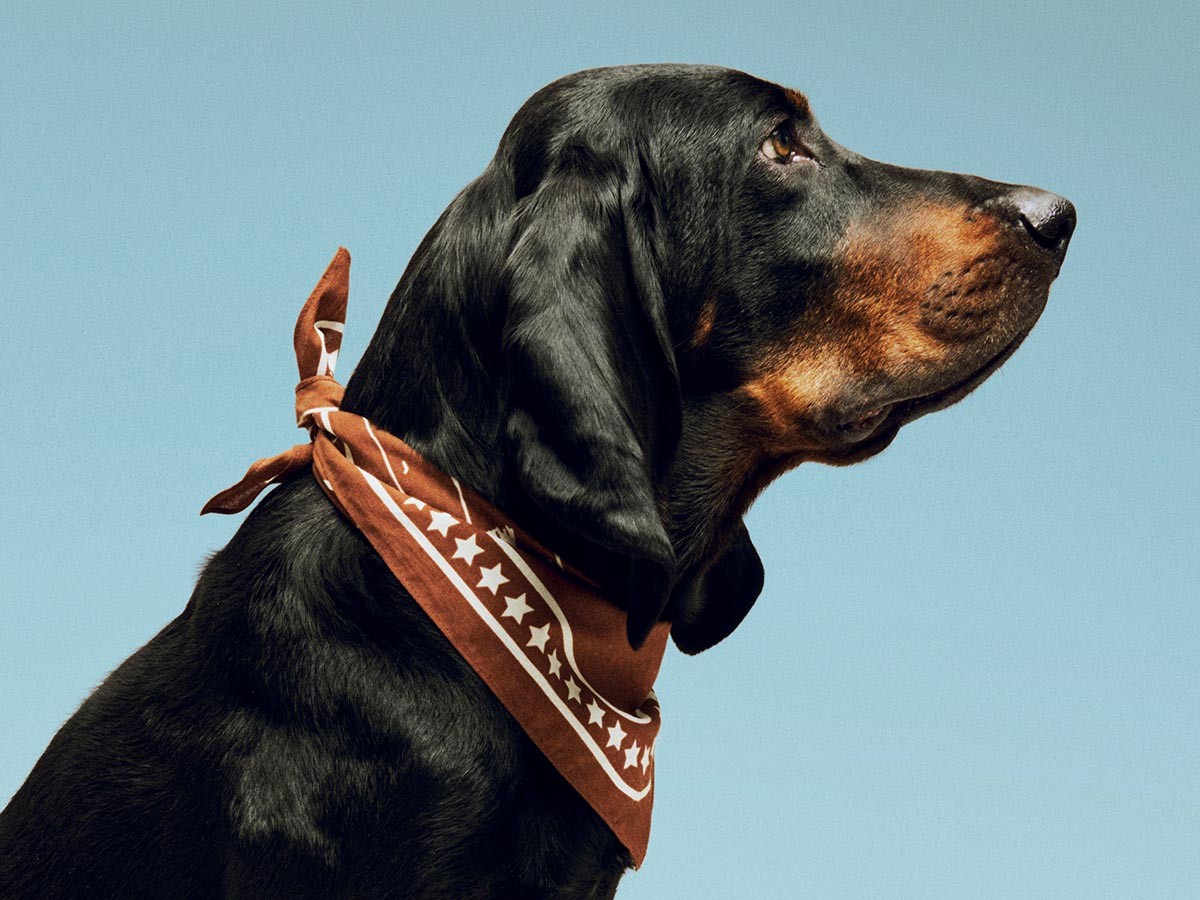 HAY HAY DOGS BY HOLLY GOLIGHTLY
DOGS SCARF / ヘイ ヘイ ドッグ コレクション
ドッグスカーフ （インテリア雑貨 > ペット用品） 13