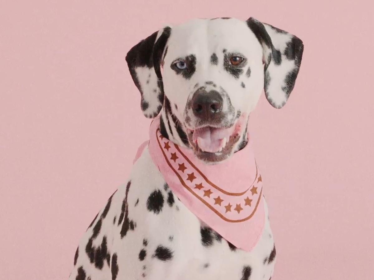 HAY HAY DOGS BY HOLLY GOLIGHTLY
DOGS SCARF / ヘイ ヘイ ドッグ コレクション
ドッグスカーフ （インテリア雑貨 > ペット用品） 17