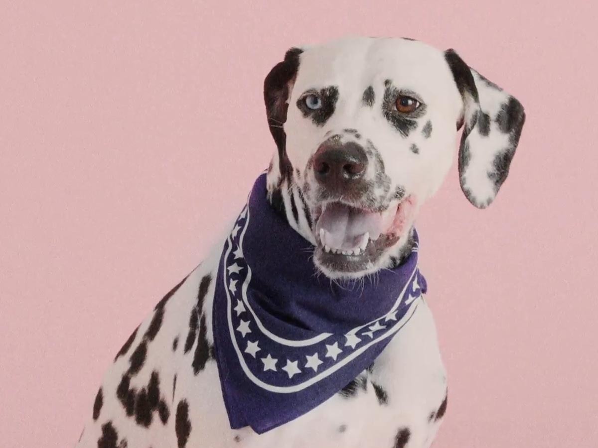 HAY HAY DOGS BY HOLLY GOLIGHTLY
DOGS SCARF / ヘイ ヘイ ドッグ コレクション
ドッグスカーフ （インテリア雑貨 > ペット用品） 16