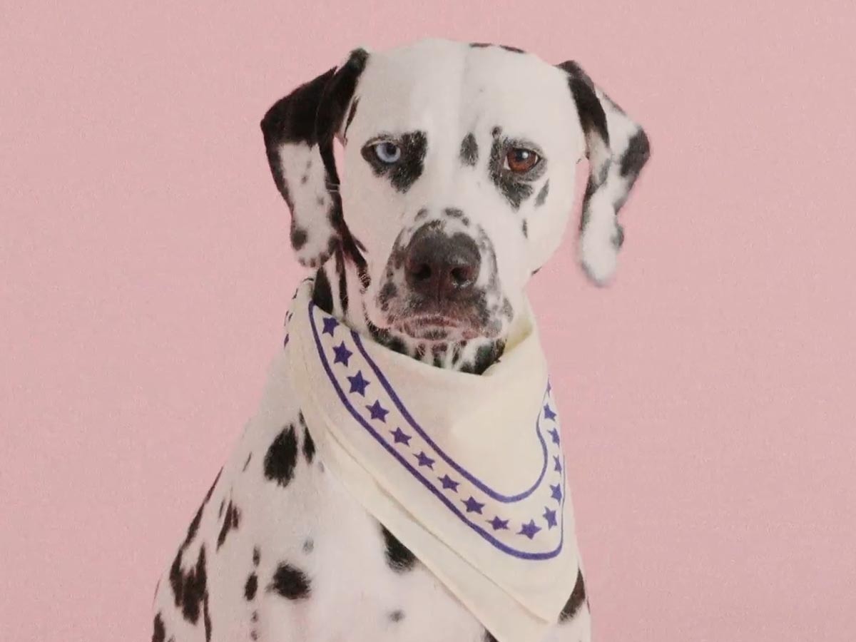HAY HAY DOGS BY HOLLY GOLIGHTLY
DOGS SCARF / ヘイ ヘイ ドッグ コレクション
ドッグスカーフ （インテリア雑貨 > ペット用品） 19