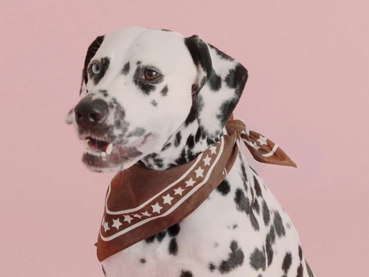 HAY HAY DOGS BY HOLLY GOLIGHTLY
DOGS SCARF / ヘイ ヘイ ドッグ コレクション
ドッグスカーフ （インテリア雑貨 > ペット用品） 18
