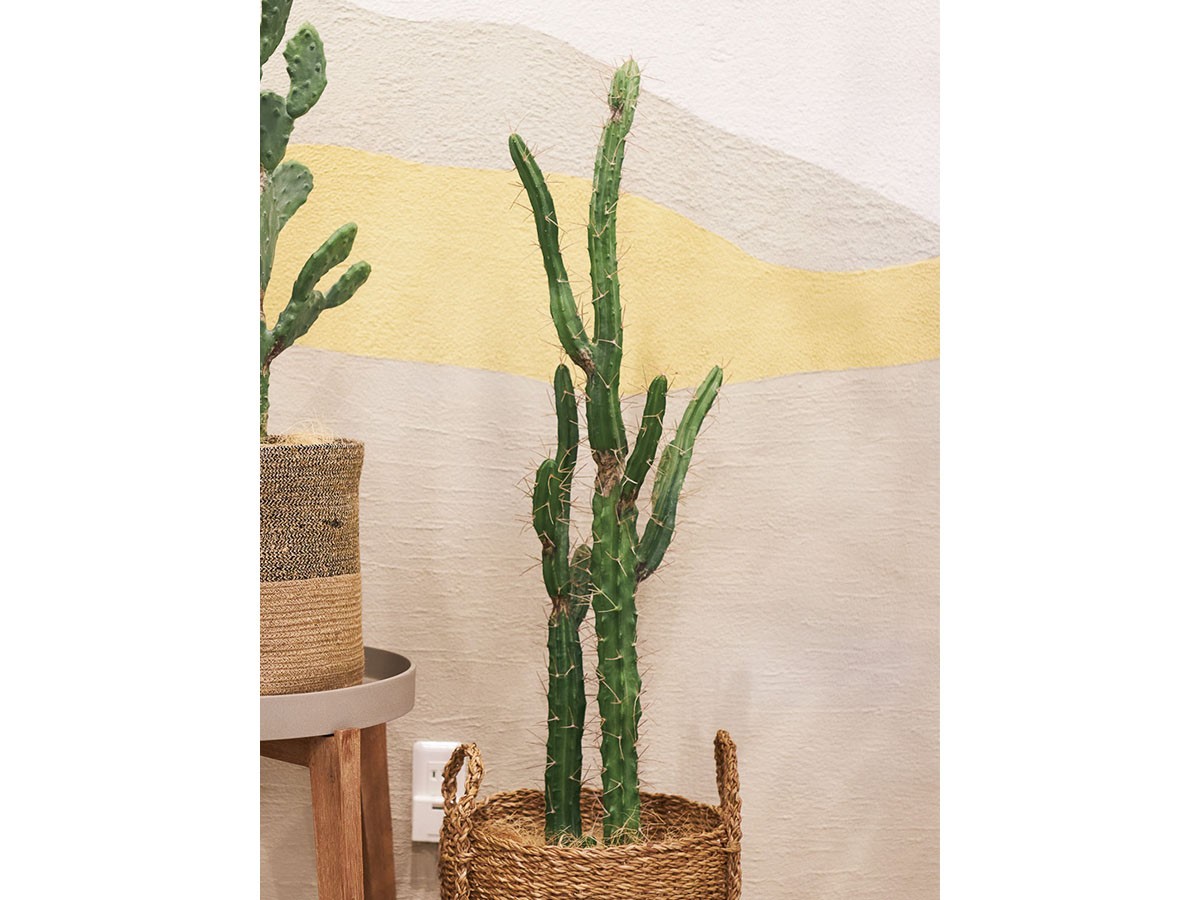 BROWN Column Cactus Pot / ブラウン 柱サボテン ポット 118 （花器・プランター・グリーン > フェイクグリーン・フェイクフラワー） 3