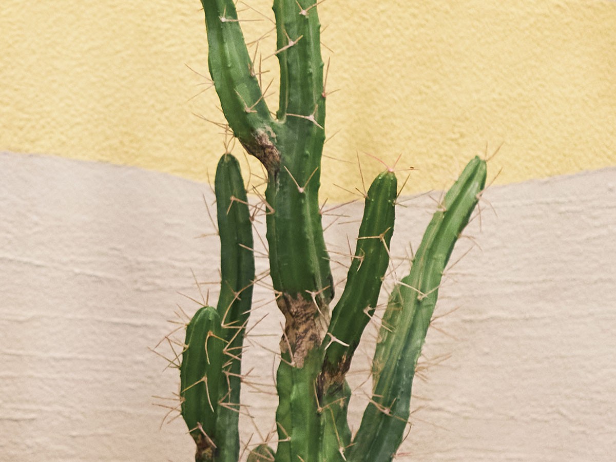BROWN Column Cactus Pot / ブラウン 柱サボテン ポット 118 （花器・プランター・グリーン > フェイクグリーン・フェイクフラワー） 4