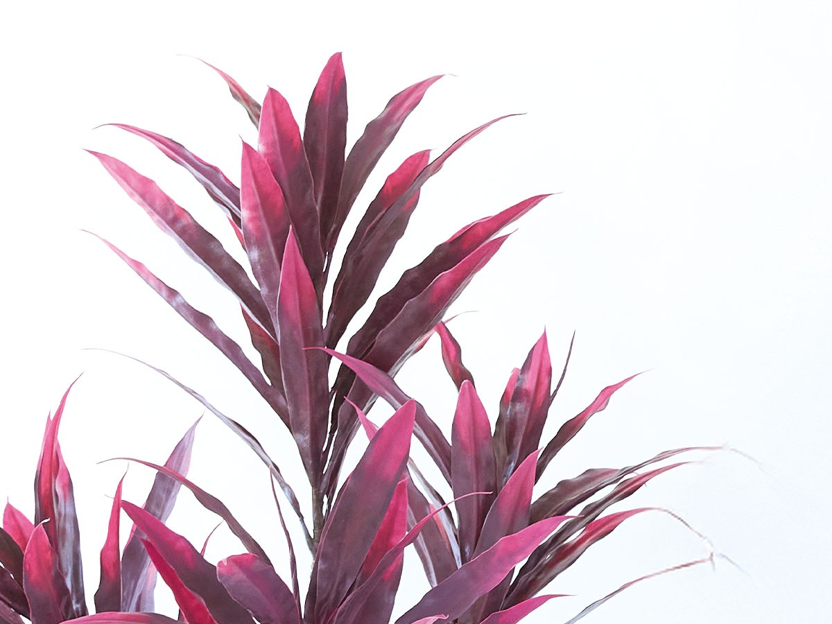 BROWN Dracaena Pot Purple / ブラウン ドラセナ ポット 150 パープル （花器・プランター・グリーン > フェイクグリーン・フェイクフラワー） 7