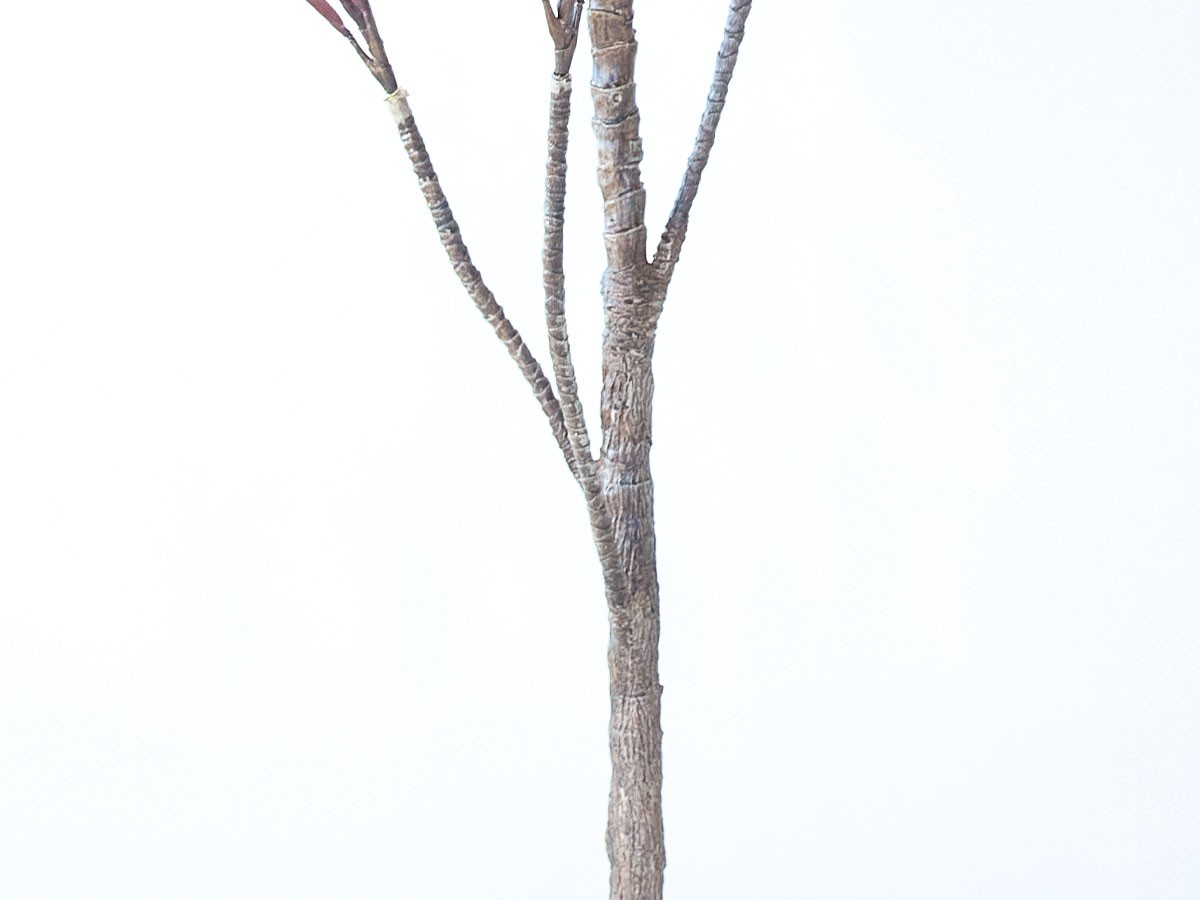 BROWN Dracaena Pot Purple / ブラウン ドラセナ ポット 150 パープル （花器・プランター・グリーン > フェイクグリーン・フェイクフラワー） 8