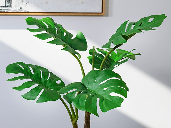 EMILIO ROBBA MONSTERA / エミリオロバ モンステラ #111782