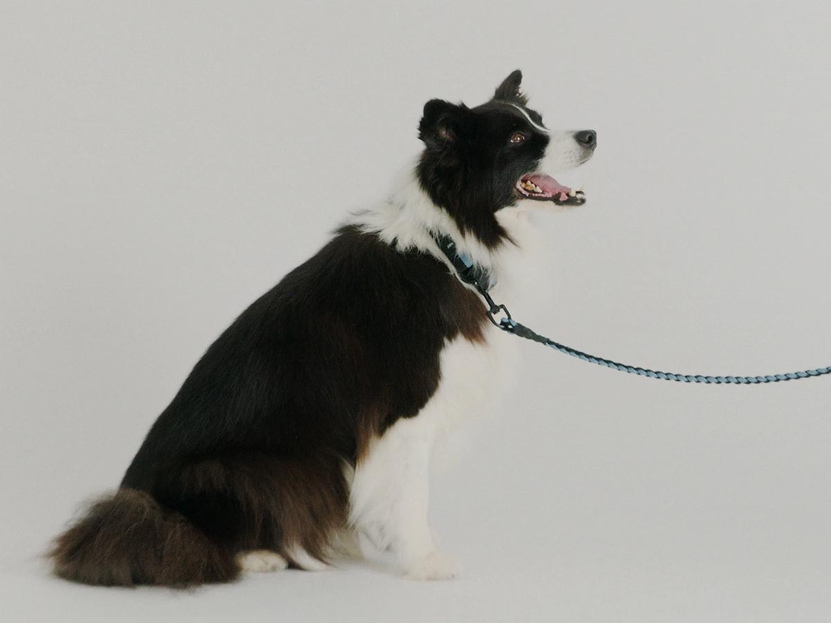 HAY HAY DOGS BY HOLLY GOLIGHTLY
DOGS LEASH BRAIDED / ヘイ ヘイ ドッグ コレクション
ドッグリーシュ ブレイデッド （インテリア雑貨 > ペット用品） 6