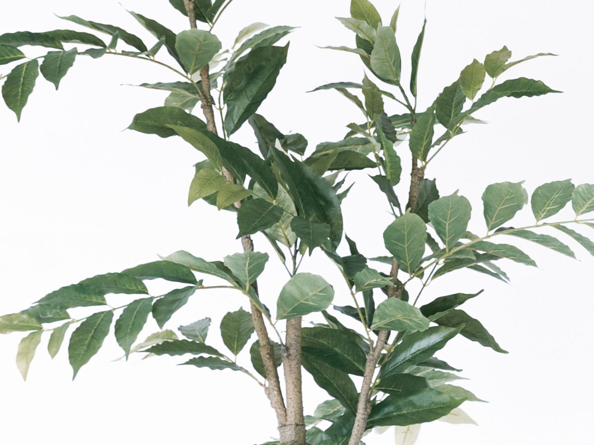 BROWN Coffee Plant Pot / ブラウン コーヒーの木 ポット 170 （花器・プランター・グリーン > フェイクグリーン・フェイクフラワー） 3