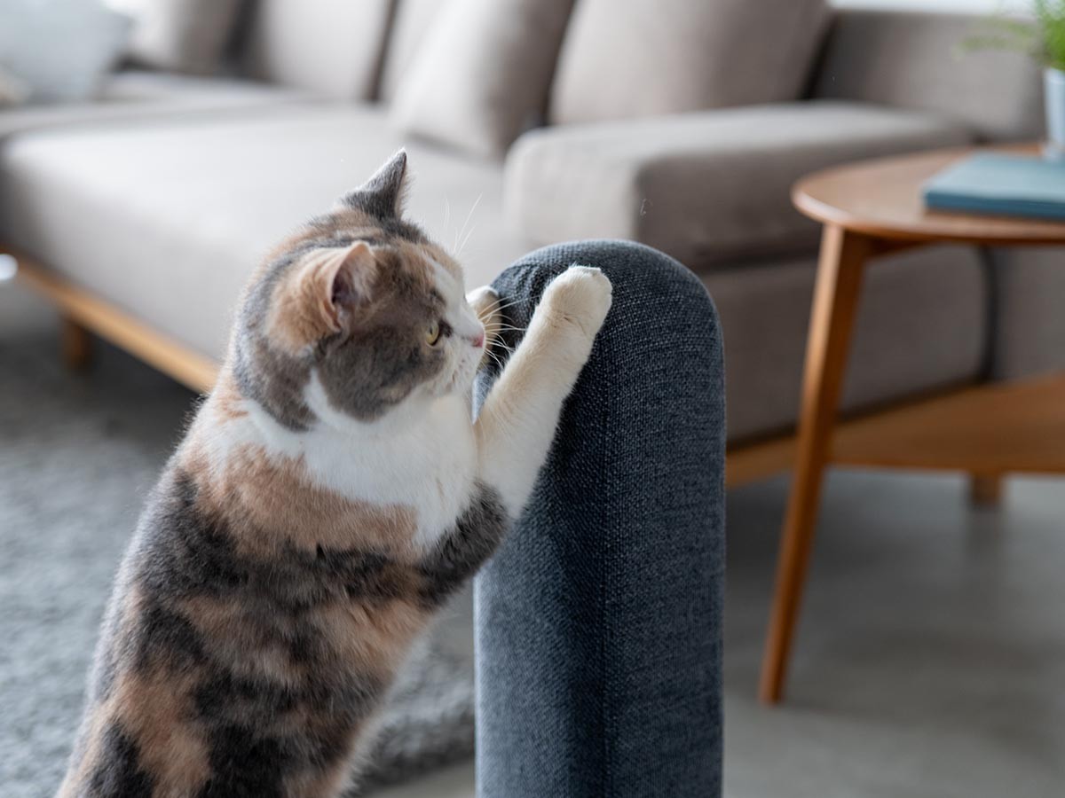 Fumi 猫じゃらし爪とぎ / フミ 猫じゃらし爪とぎ （インテリア雑貨 > ペット用品） 7