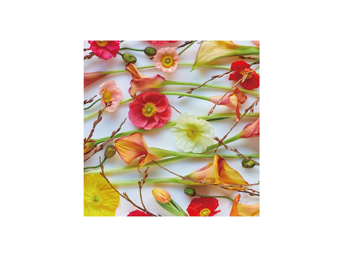 Pastel Bloom Poppy&Calla