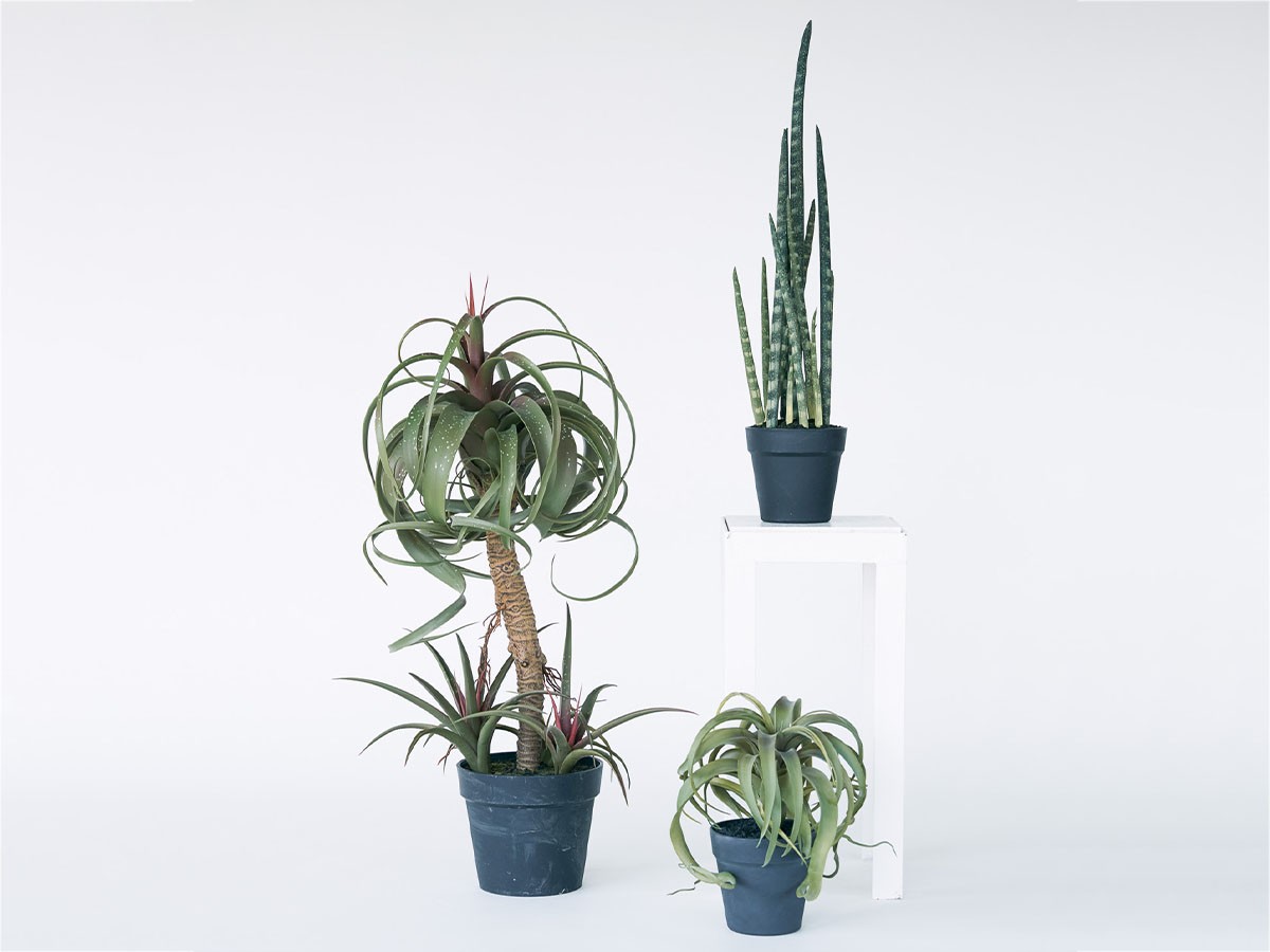 BROWN Sansevieria Pot / ブラウン サンセベリア ポット 68 （花器・プランター・グリーン > フェイクグリーン・フェイクフラワー） 4