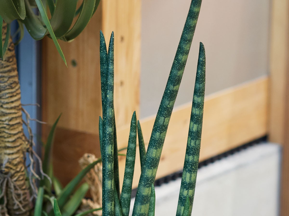 BROWN Sansevieria Pot / ブラウン サンセベリア ポット 68 （花器・プランター・グリーン > フェイクグリーン・フェイクフラワー） 3