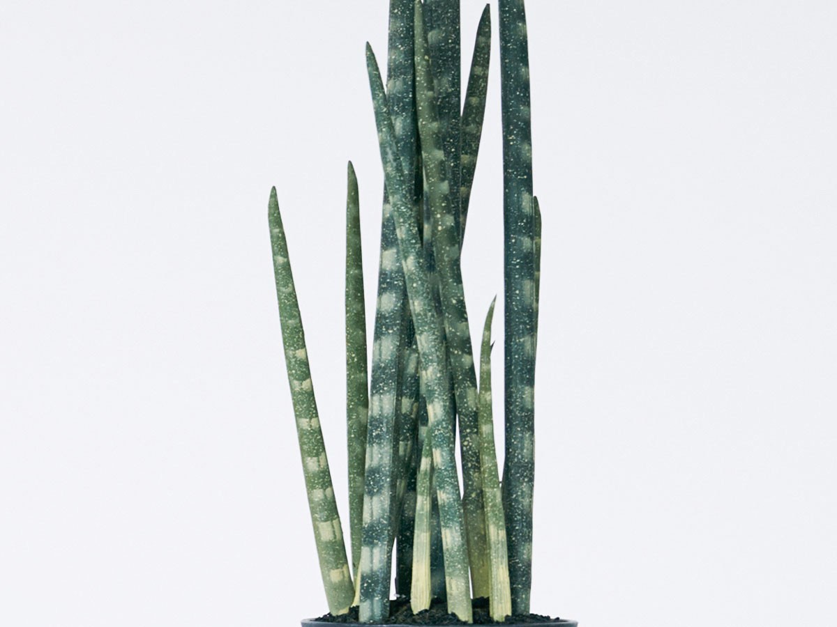 BROWN Sansevieria Pot / ブラウン サンセベリア ポット 68 （花器・プランター・グリーン > フェイクグリーン・フェイクフラワー） 5