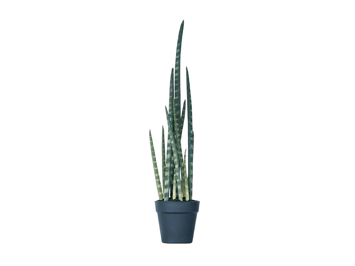 BROWN Sansevieria Pot
