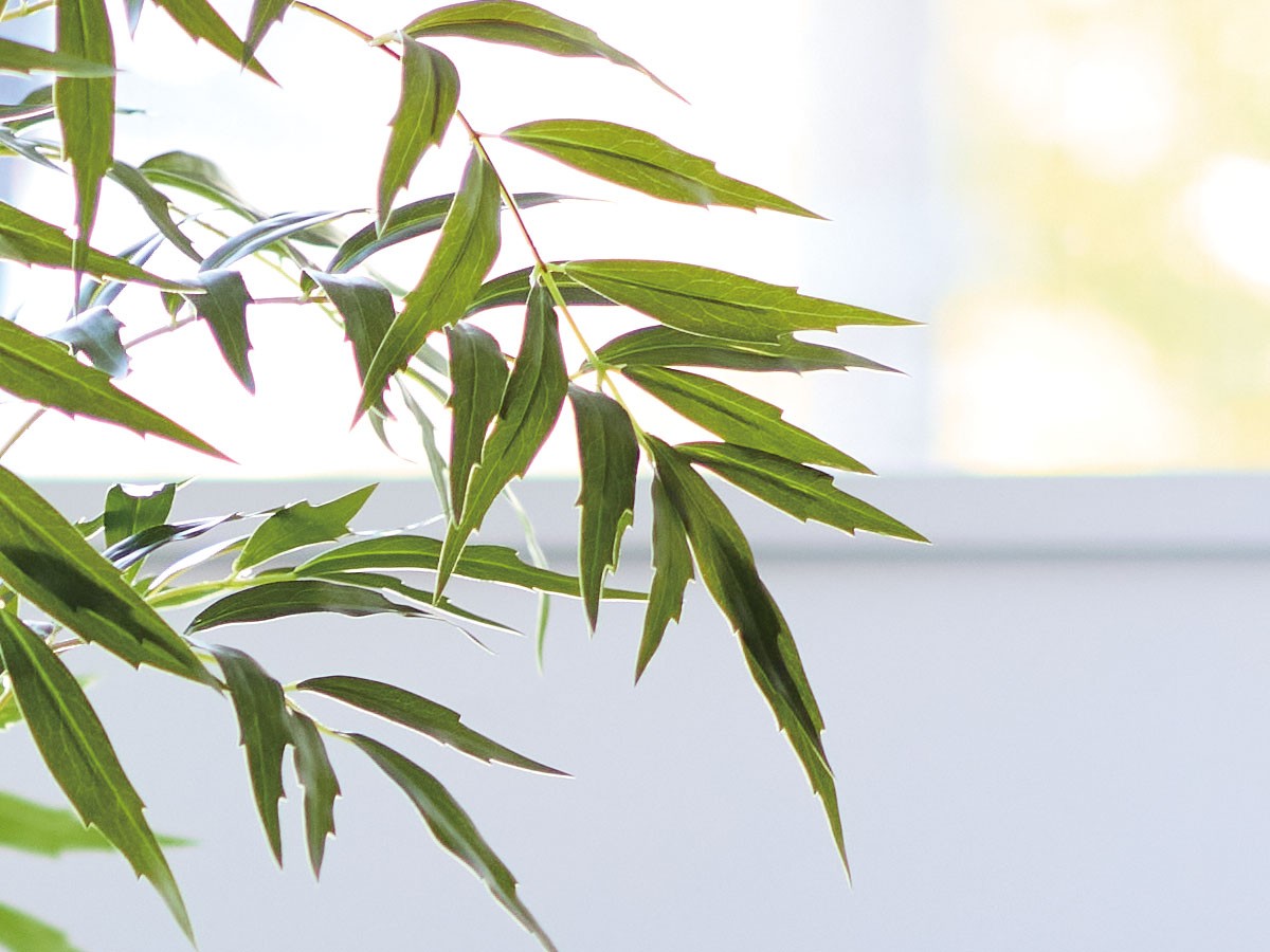 BROWN Chinese Mahonia Pot / ブラウン マホニア コンフューサ ポット 150 （花器・プランター・グリーン > フェイクグリーン・フェイクフラワー） 3