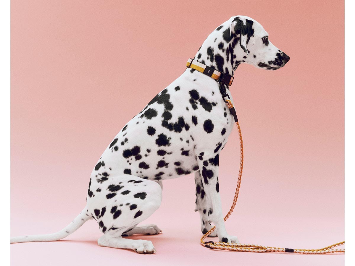 HAY HAY DOGS BY HOLLY GOLIGHTLY
DOGS COLLAR FLAT SM / ヘイ ヘイ ドッグ コレクション
ドッグカラー フラット SM （インテリア雑貨 > ペット用品） 6