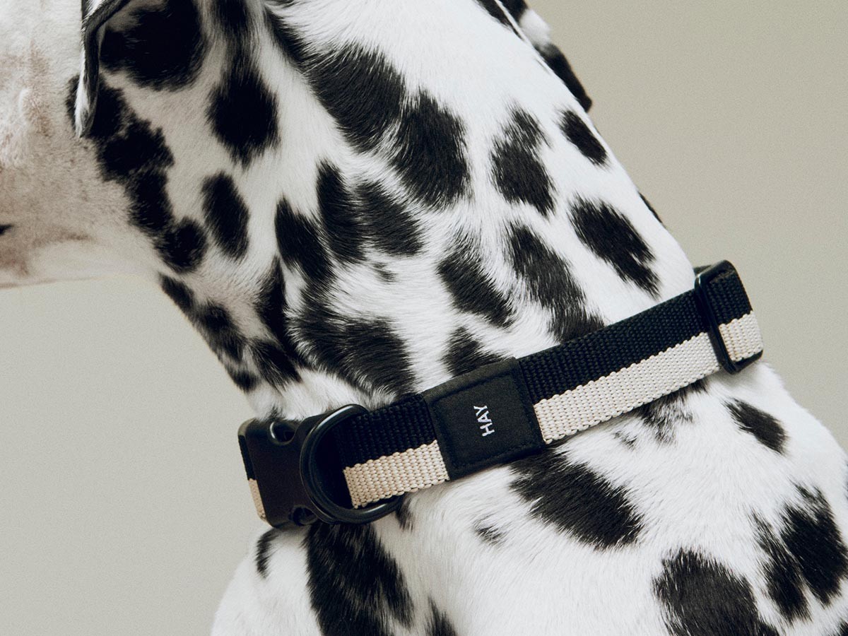 HAY HAY DOGS BY HOLLY GOLIGHTLY
DOGS COLLAR FLAT SM / ヘイ ヘイ ドッグ コレクション
ドッグカラー フラット SM （インテリア雑貨 > ペット用品） 8
